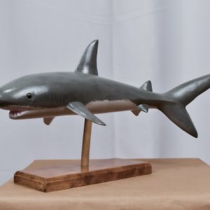 Great White Shark